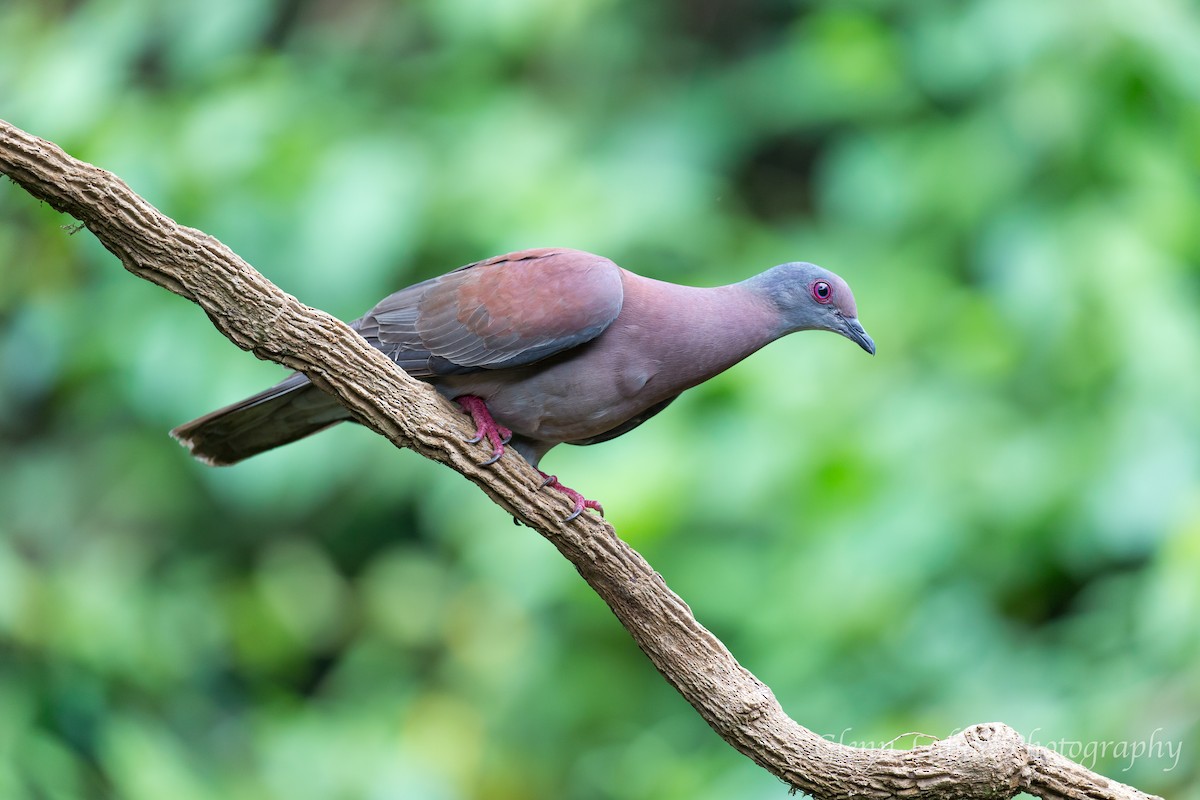 Pale-vented Pigeon - ML87860591