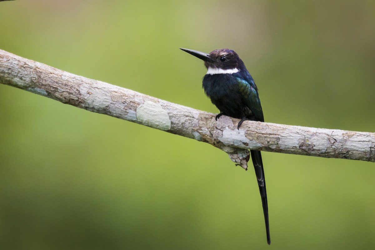 Paradise Jacamar - Claudia Brasileiro