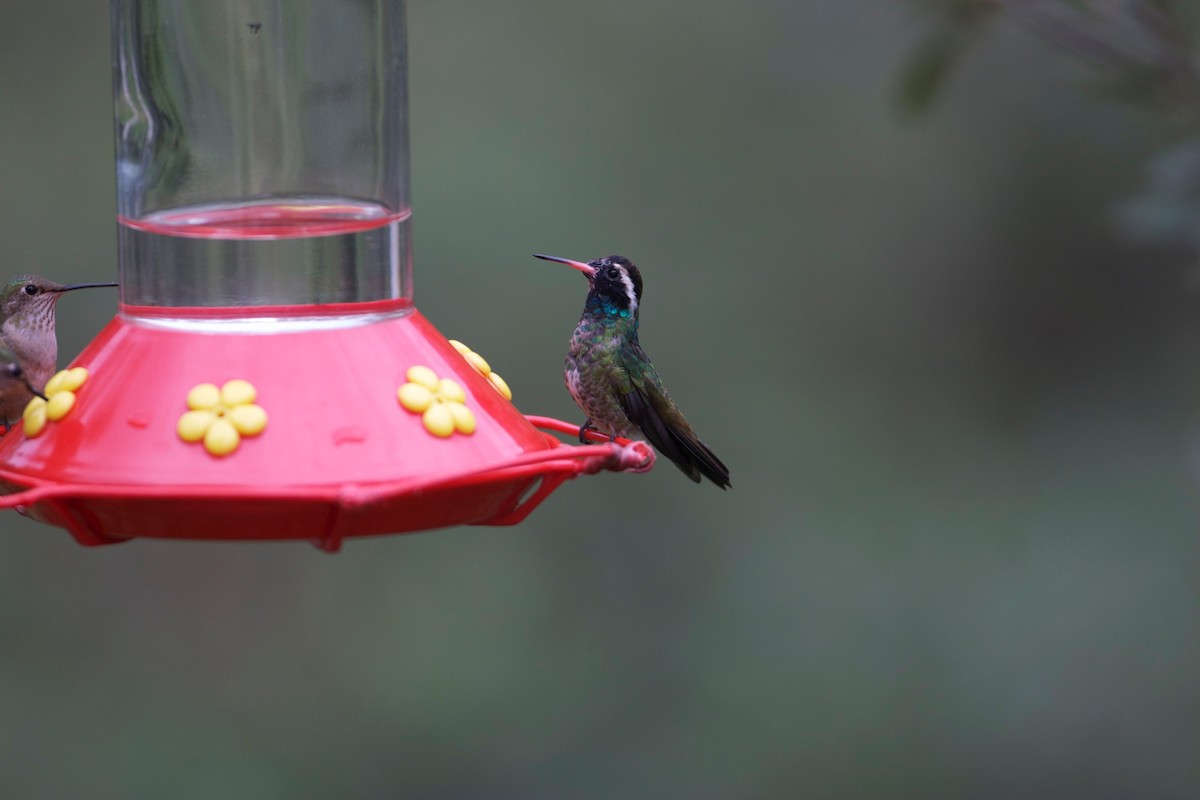 kolibřík bělouchý - ML87863161