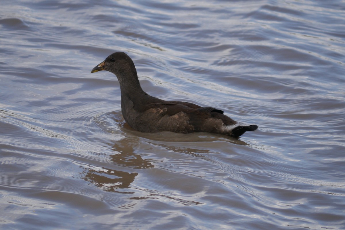 Dusky Moorhen - Frank Coman