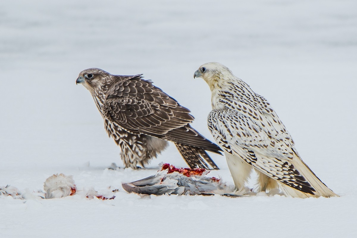 Gyrfalcon - ML87867221