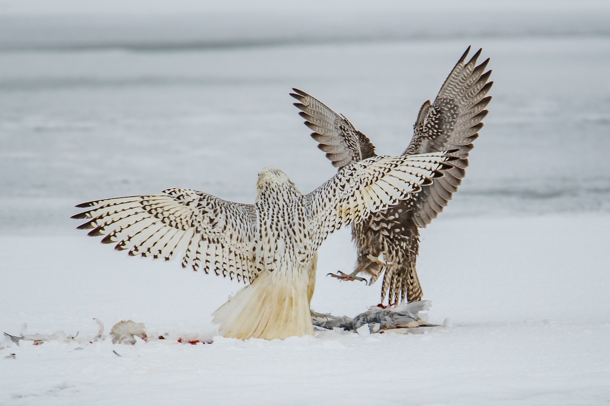 Gerfalke - ML87867251