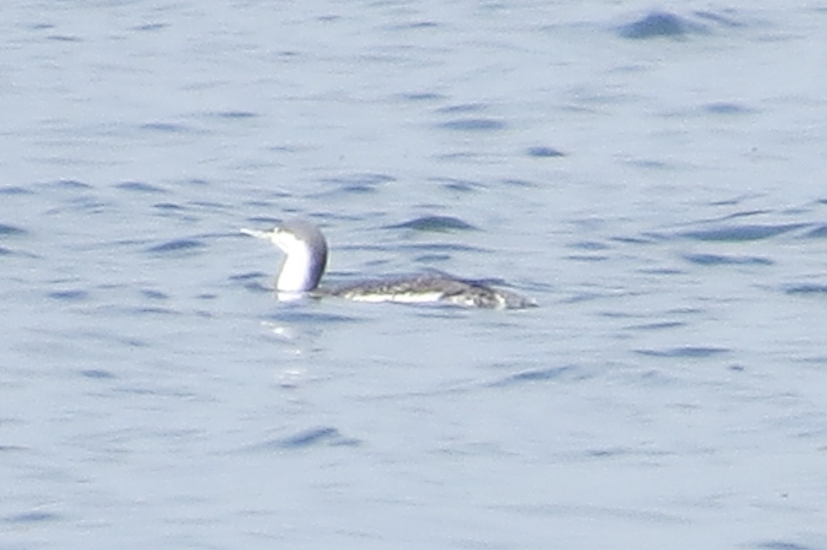 Red-throated Loon - ML87868581