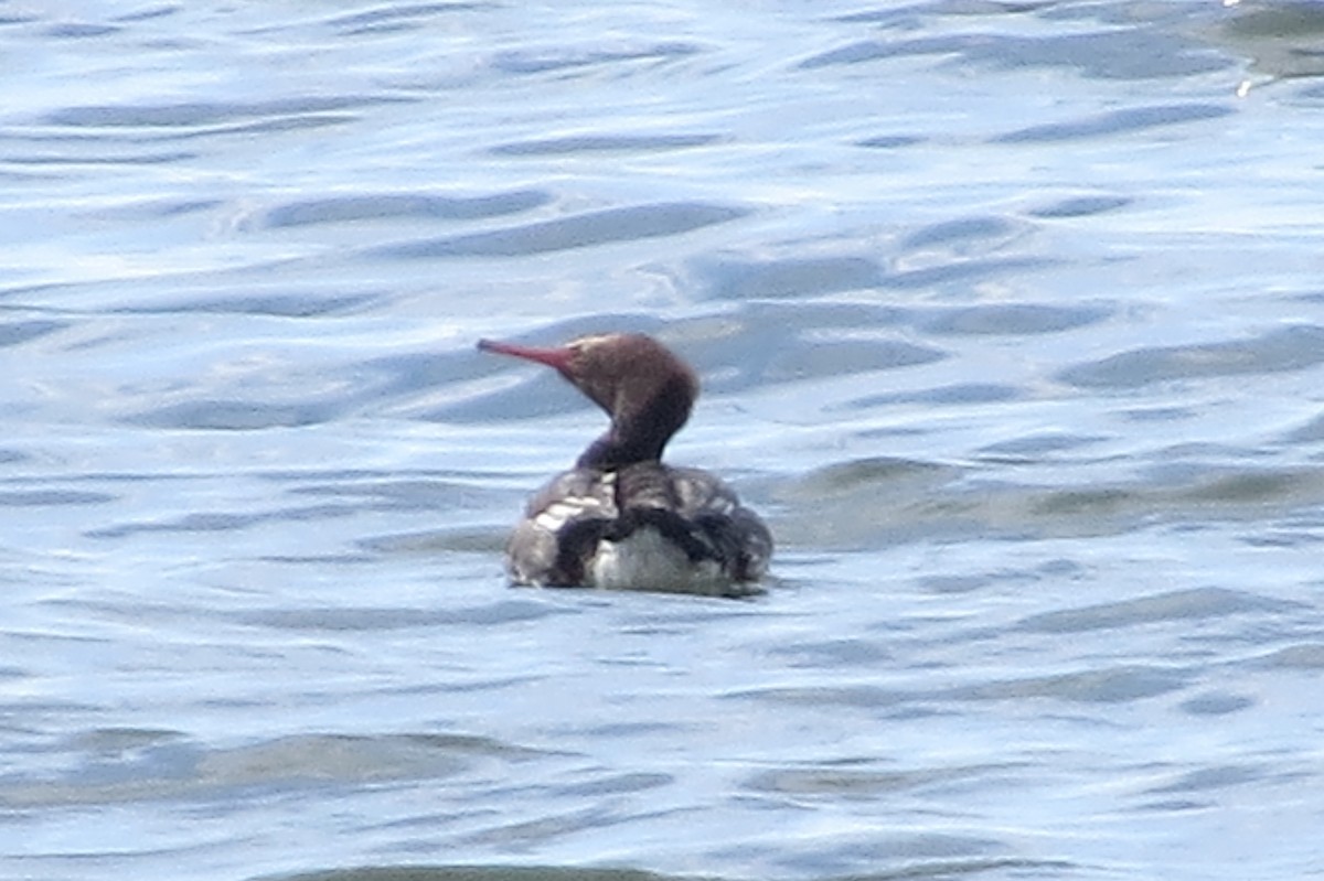 Red-breasted Merganser - ML87868611