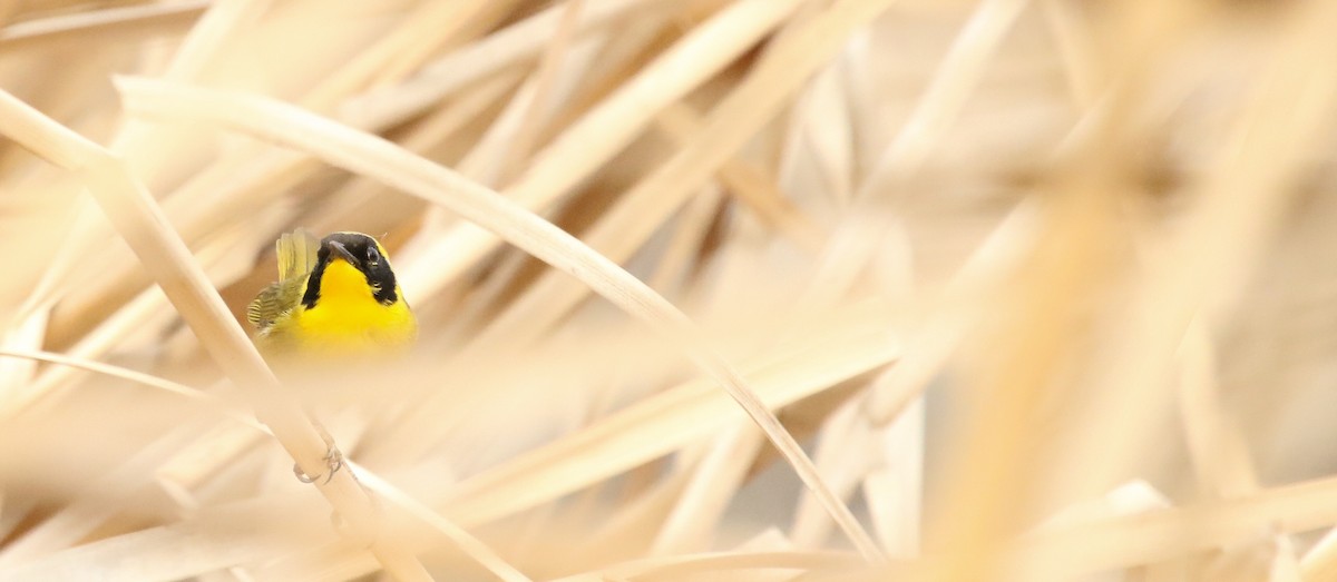 Belding's Yellowthroat - ML87868871