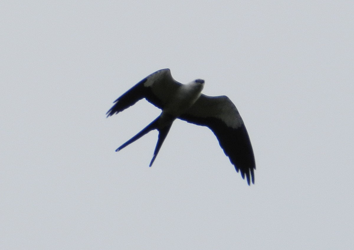 Swallow-tailed Kite - ML87868881