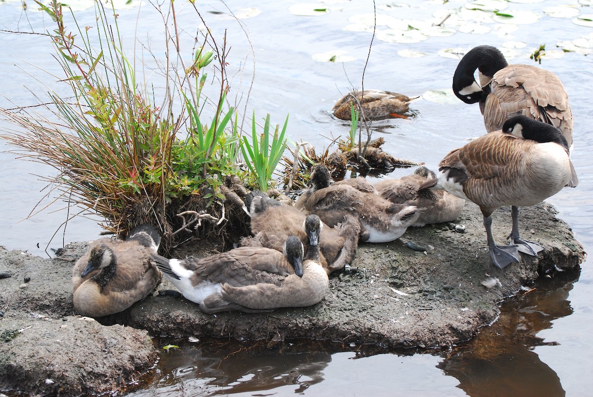 Canada Goose - Myles Wolfe