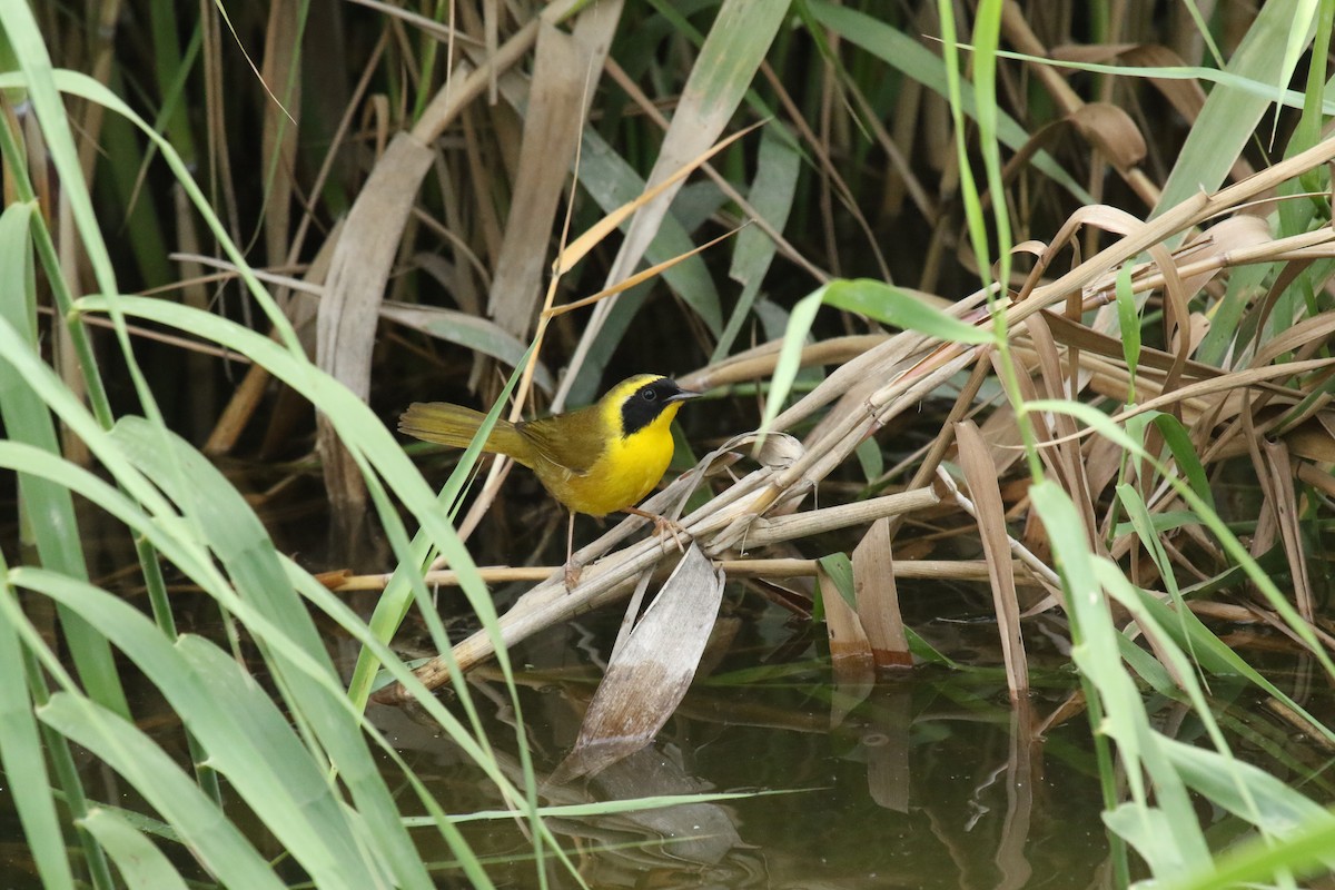 Belding's Yellowthroat - ML87869231