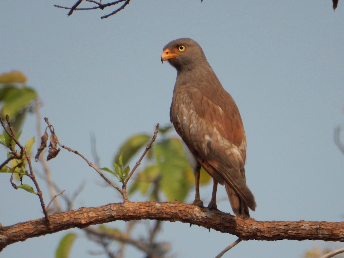 Rufous-winged Buzzard - Daisy Paul