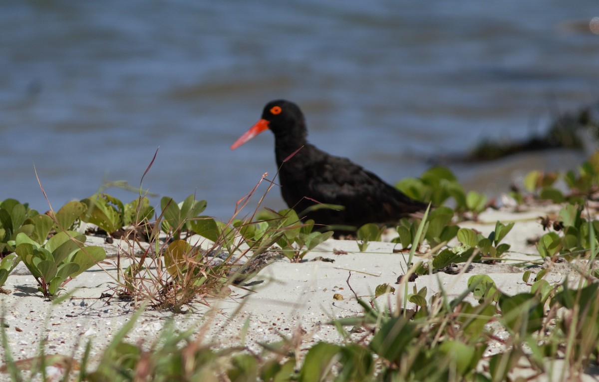 Sooty Oystercatcher - ML87875361