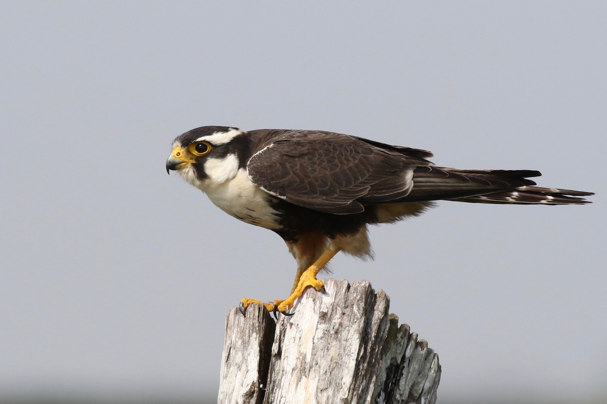 Aplomado Falcon - ML87875731