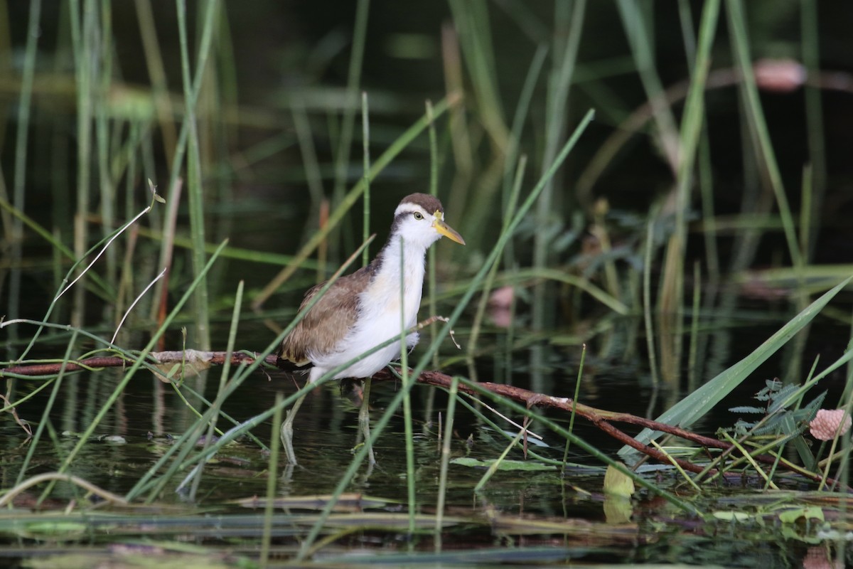 Northern Jacana - ML87879111