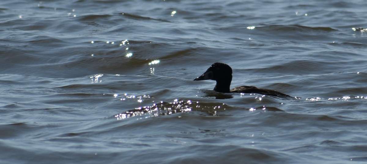 Surf Scoter - ML87879151