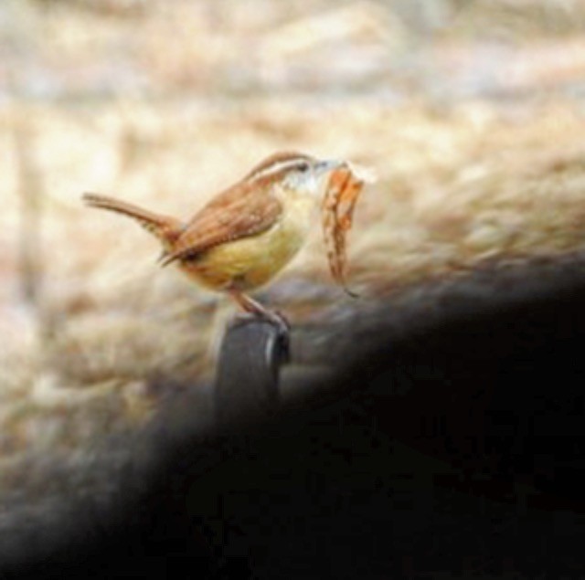 Carolina Wren - ML87879181