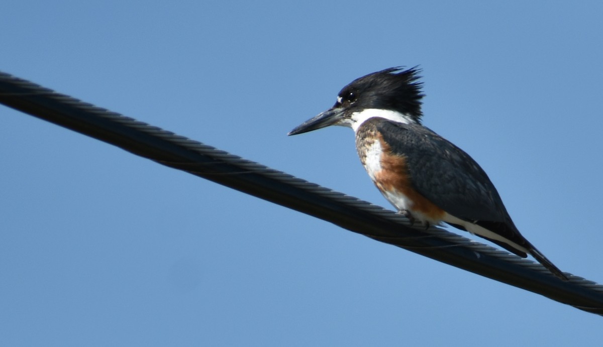Belted Kingfisher - ML87879221