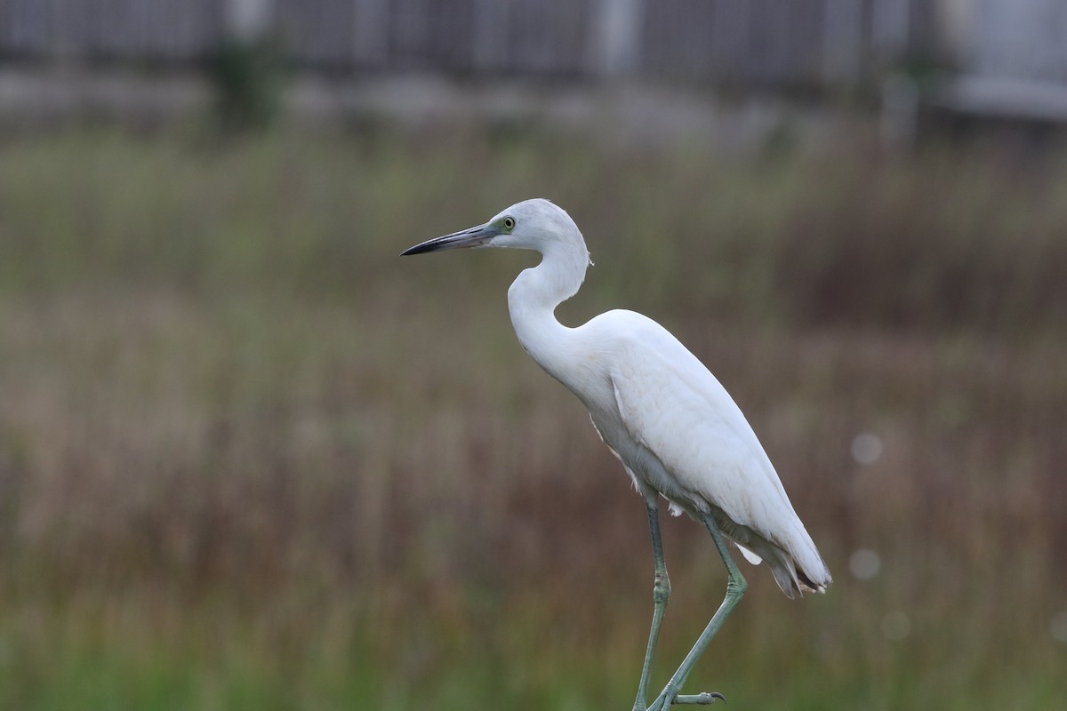 Little Blue Heron - ML87879251