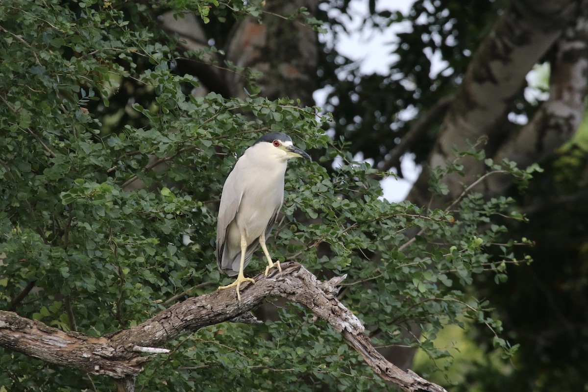 Black-crowned Night Heron (American) - ML87879261