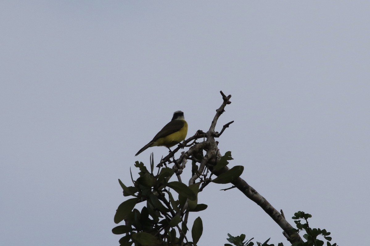 Social Flycatcher (Vermilion-crowned) - ML87879451