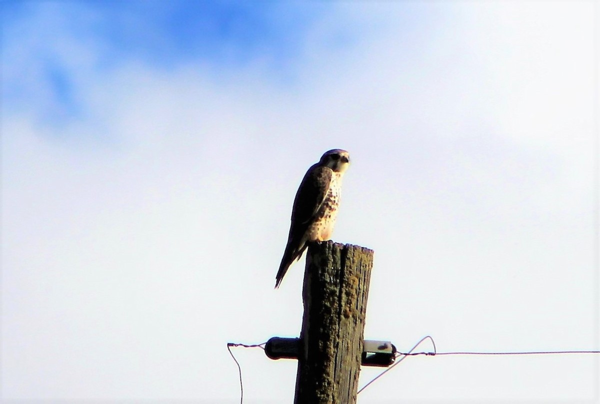 Prairie Falcon - ML87879661