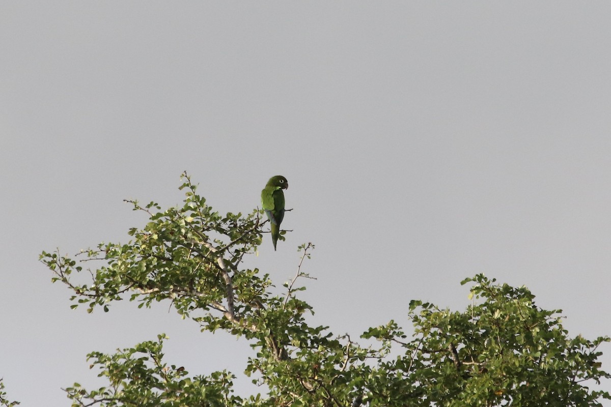 aratinga jamajský (ssp. astec/vicinalis) - ML87879911