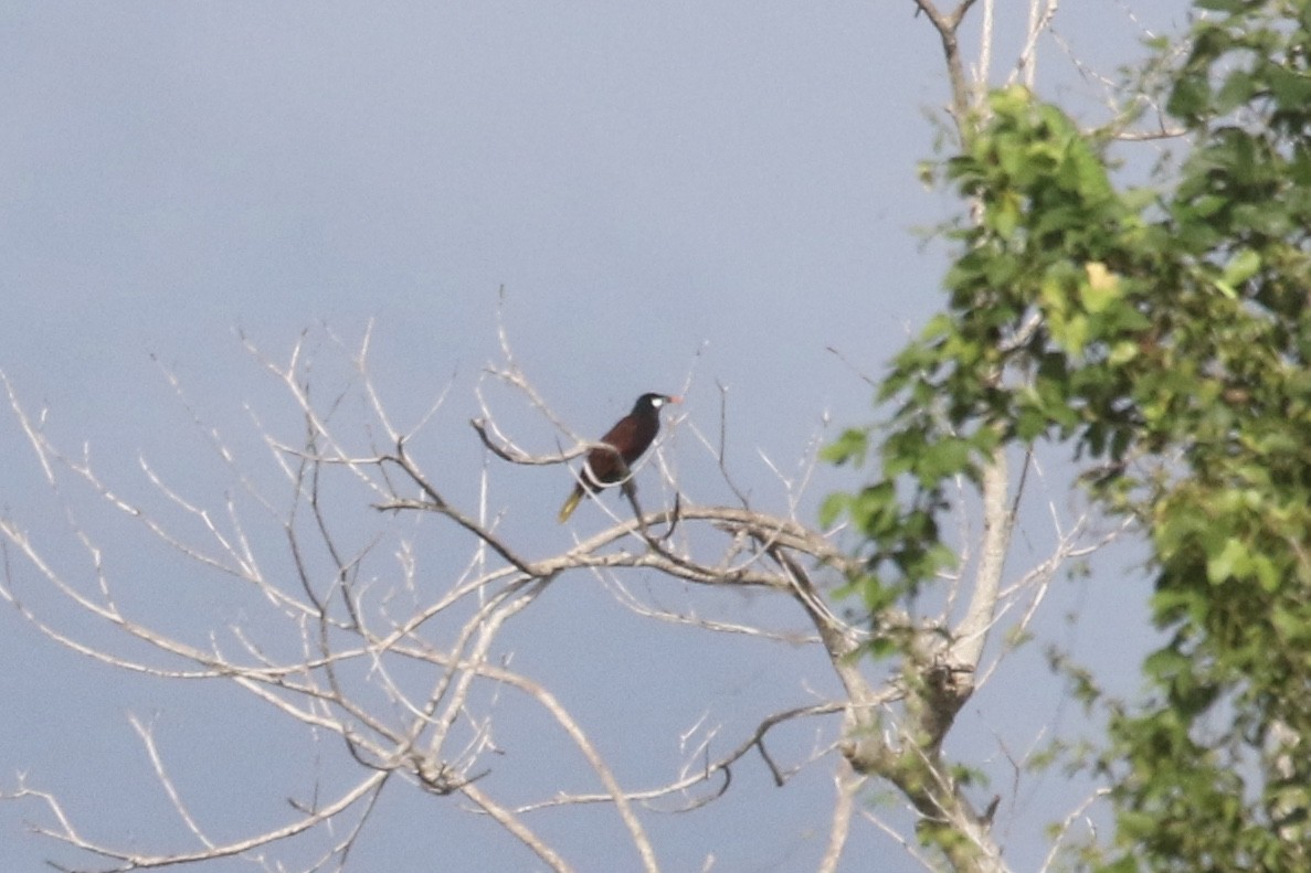 Montezuma Oropendola - ML87880001