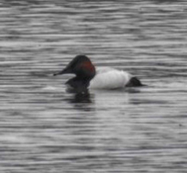 Canvasback - ML87883961