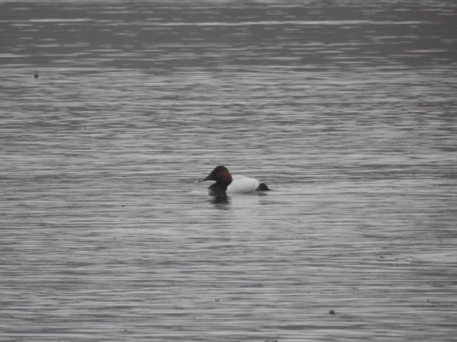 Canvasback - Christopher Merritt