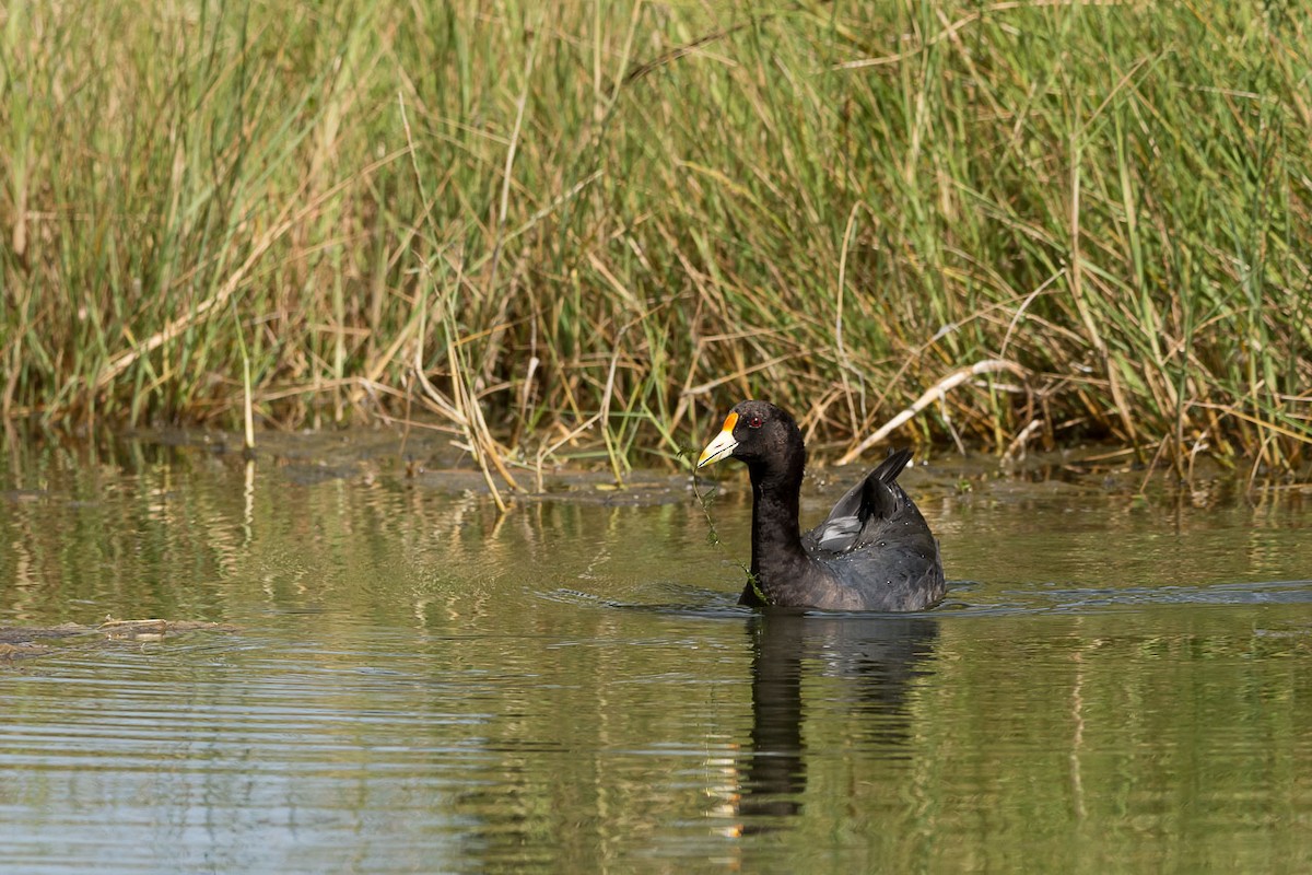 Foulque leucoptère - ML87885591