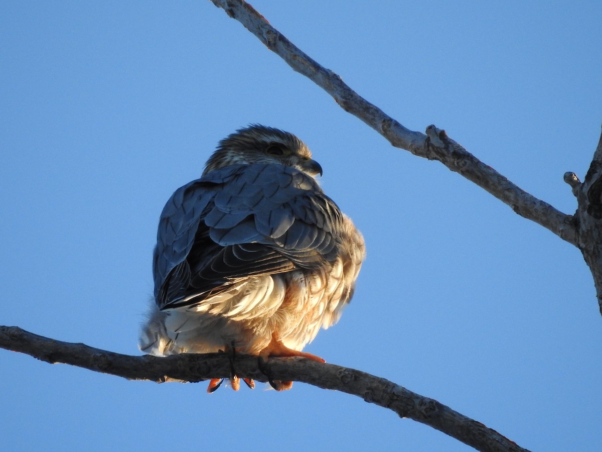 Merlin (Prairie) - Shane Sater