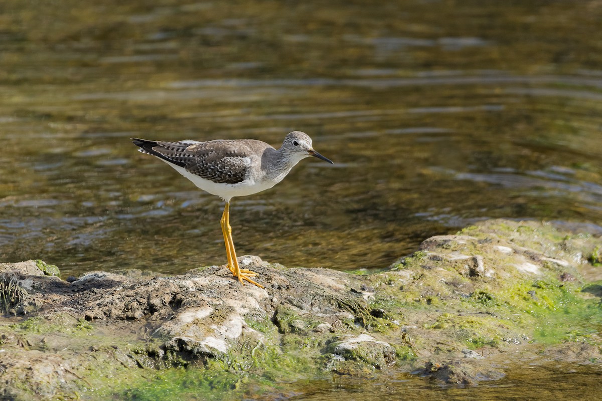 Lesser Yellowlegs - ML87886351