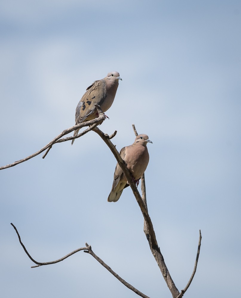 Eared Dove - ML87886381