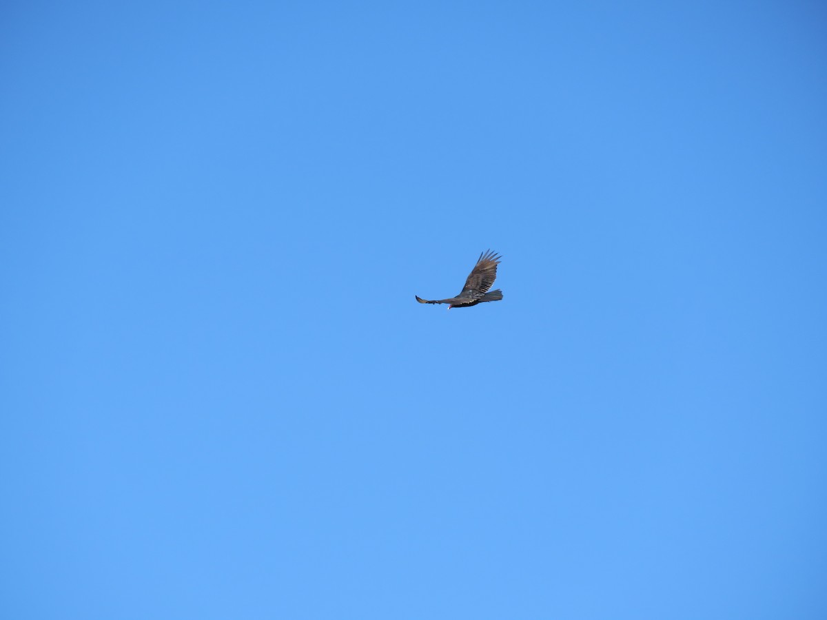 Turkey Vulture - ML87886661