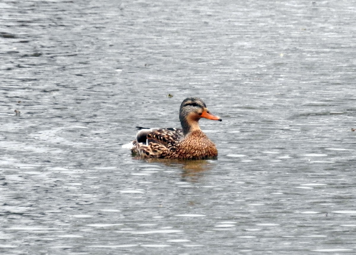 Canard colvert - ML87886751