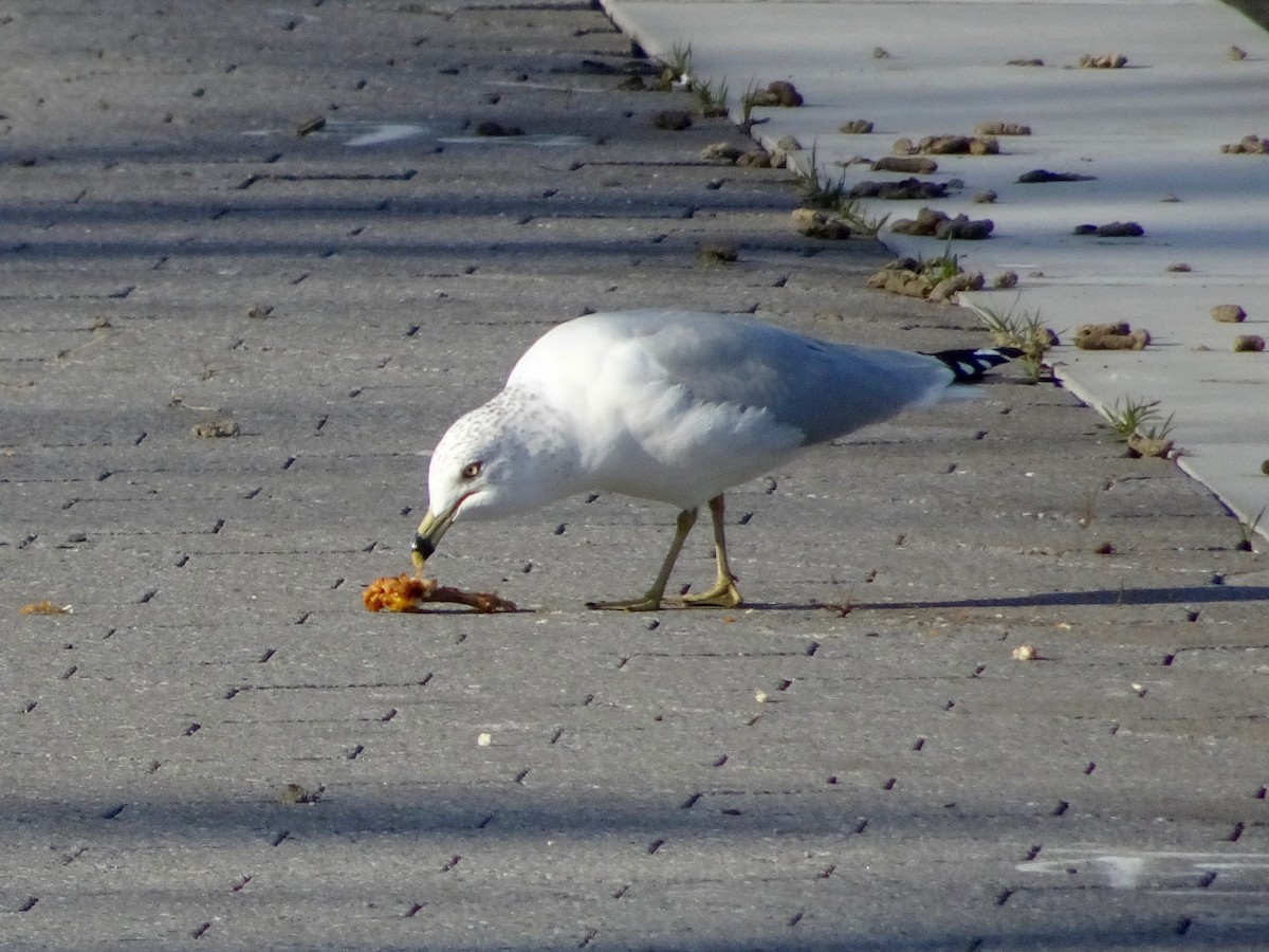 Ring-billed Gull - ML87887061