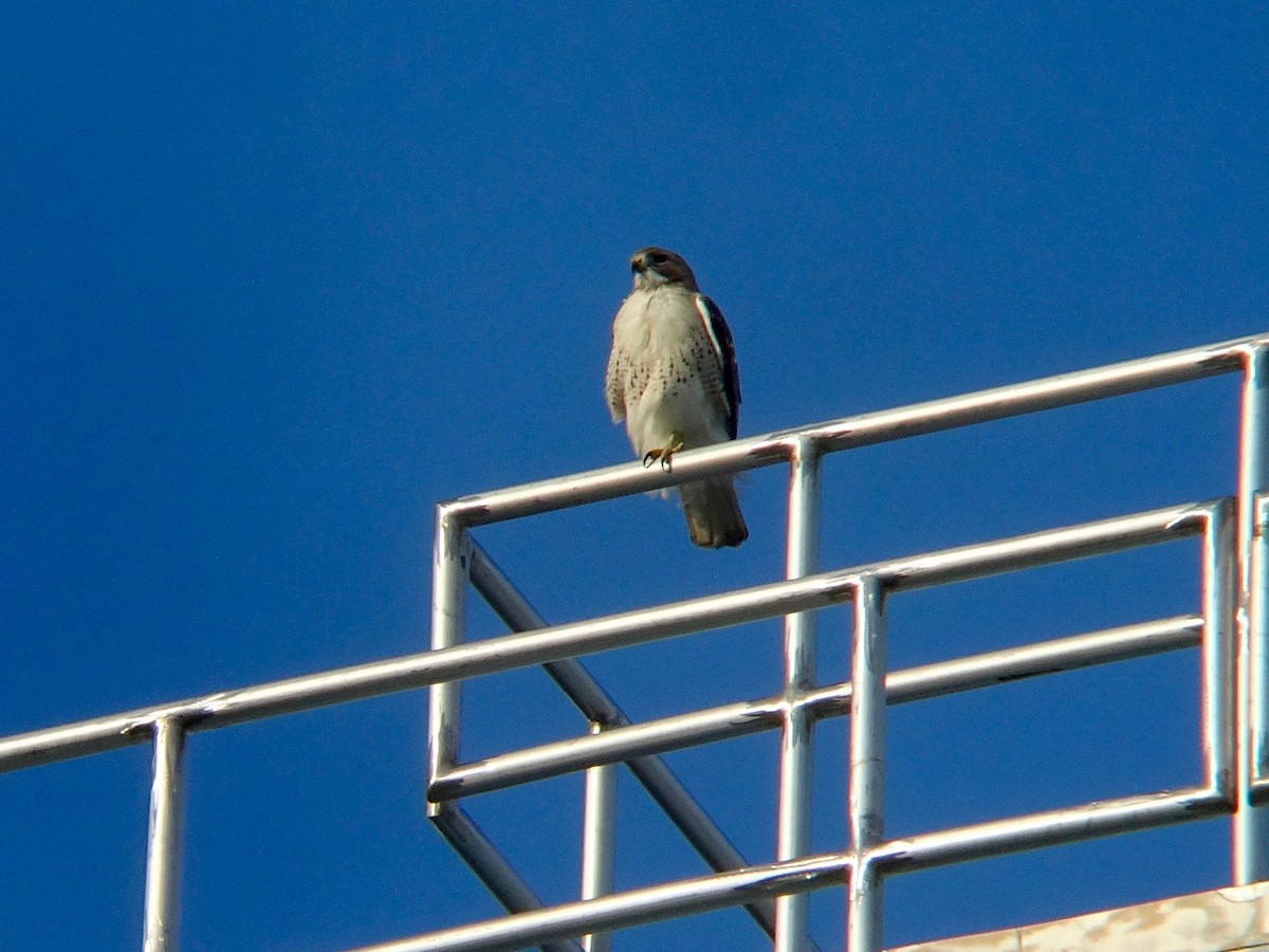 Red-tailed Hawk - ML87887221