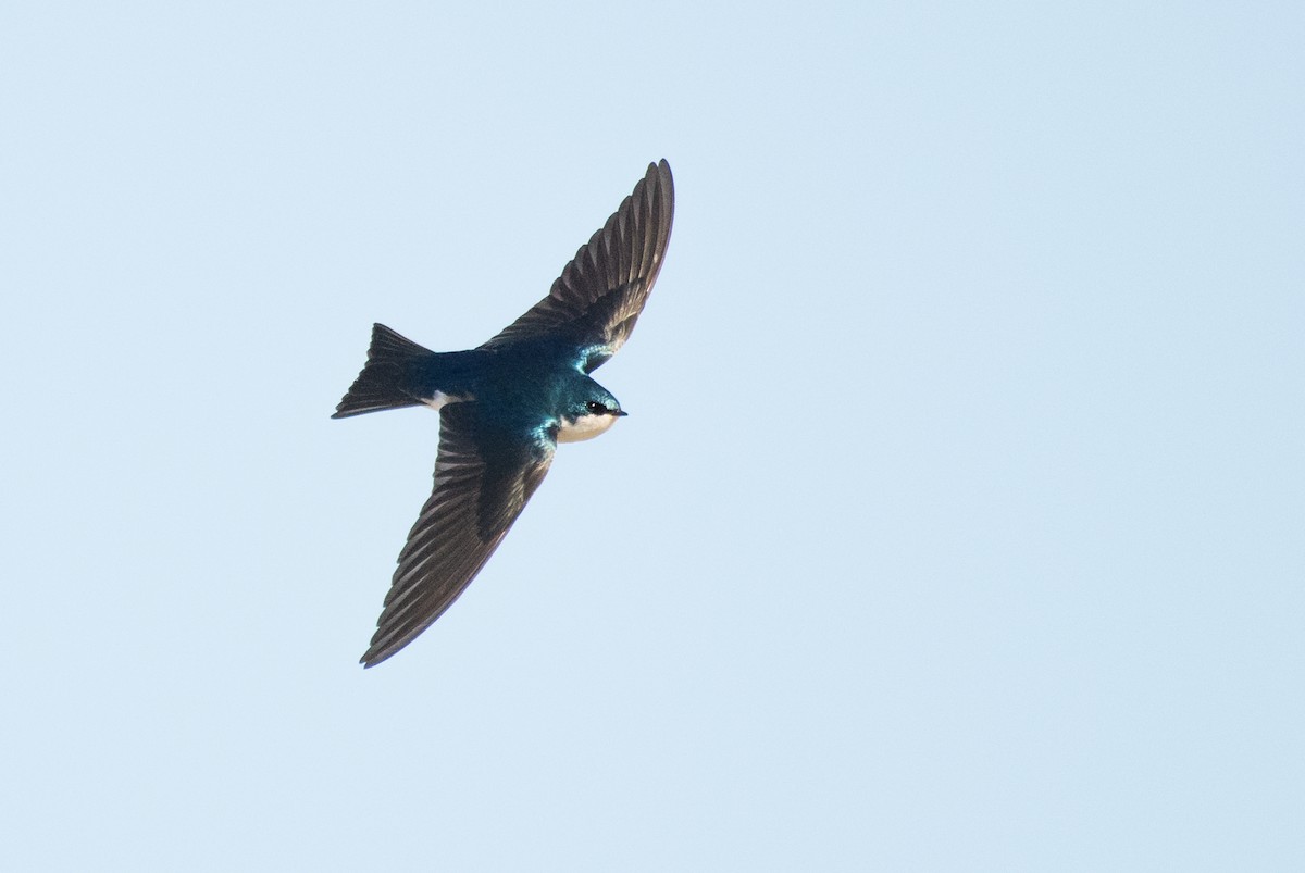 Tree Swallow - ML87887241