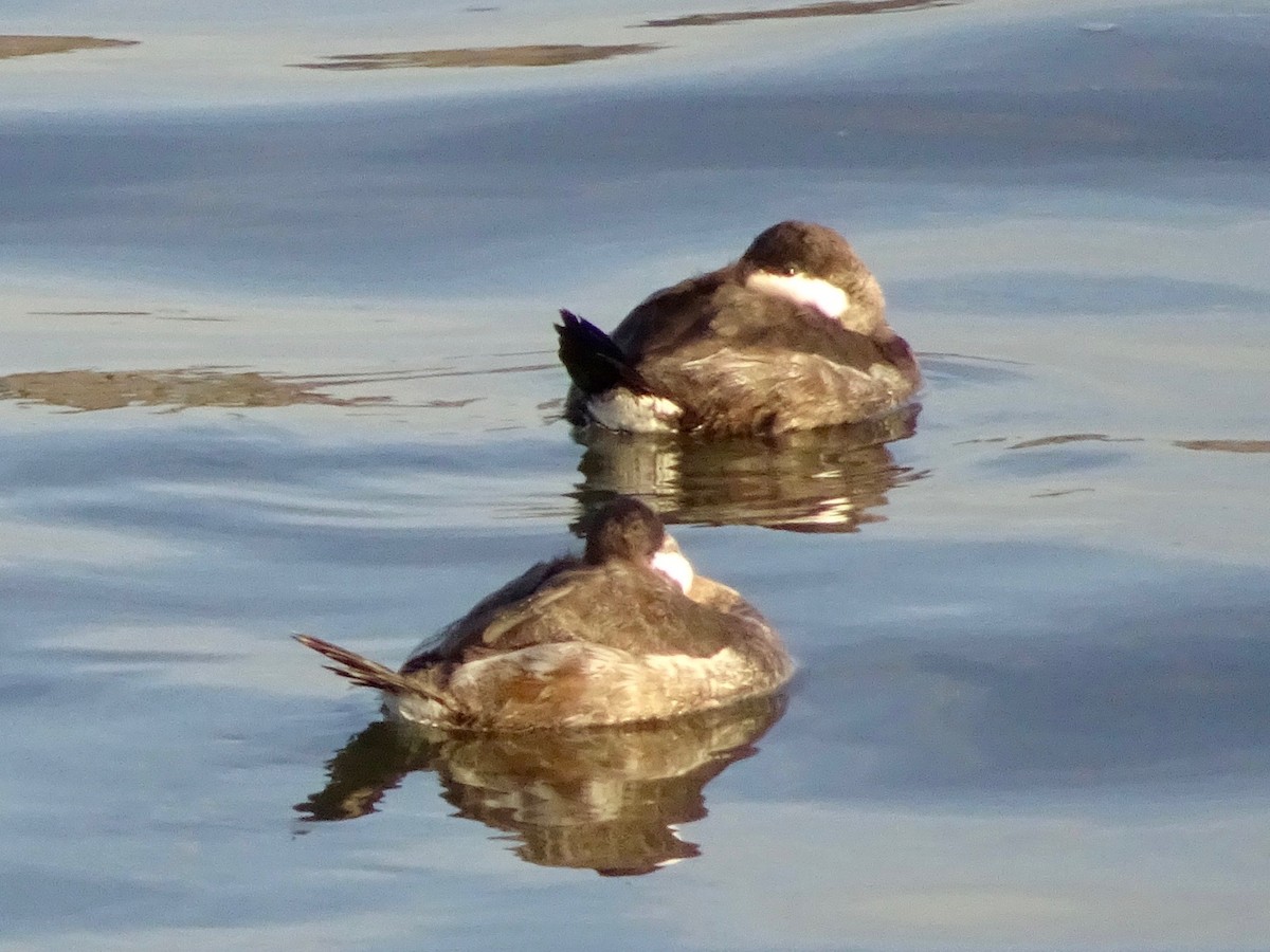 Ruddy Duck - ML87887401