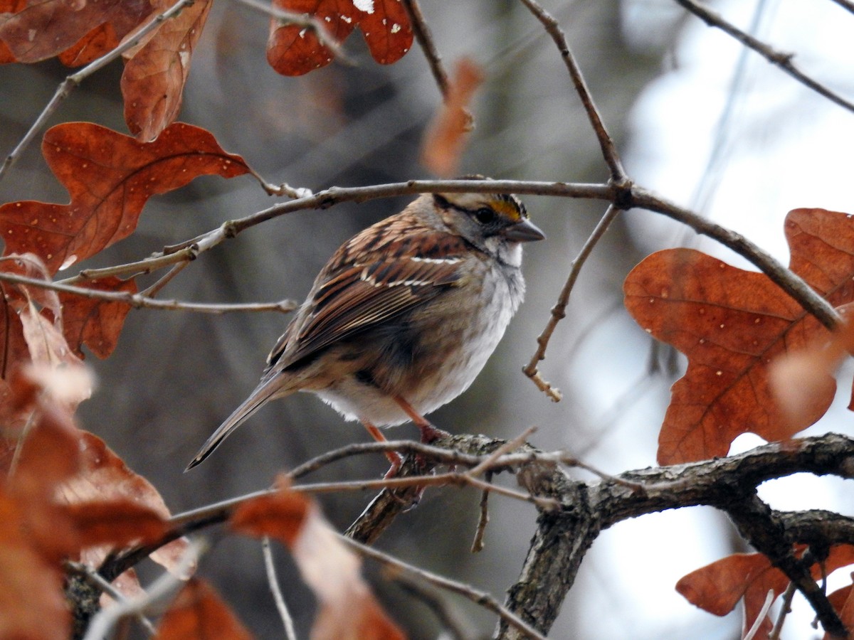 White-throated Sparrow - Christopher Merritt