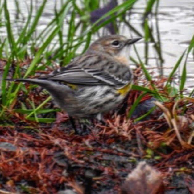 Yellow-rumped Warbler (Myrtle) - Christopher Merritt