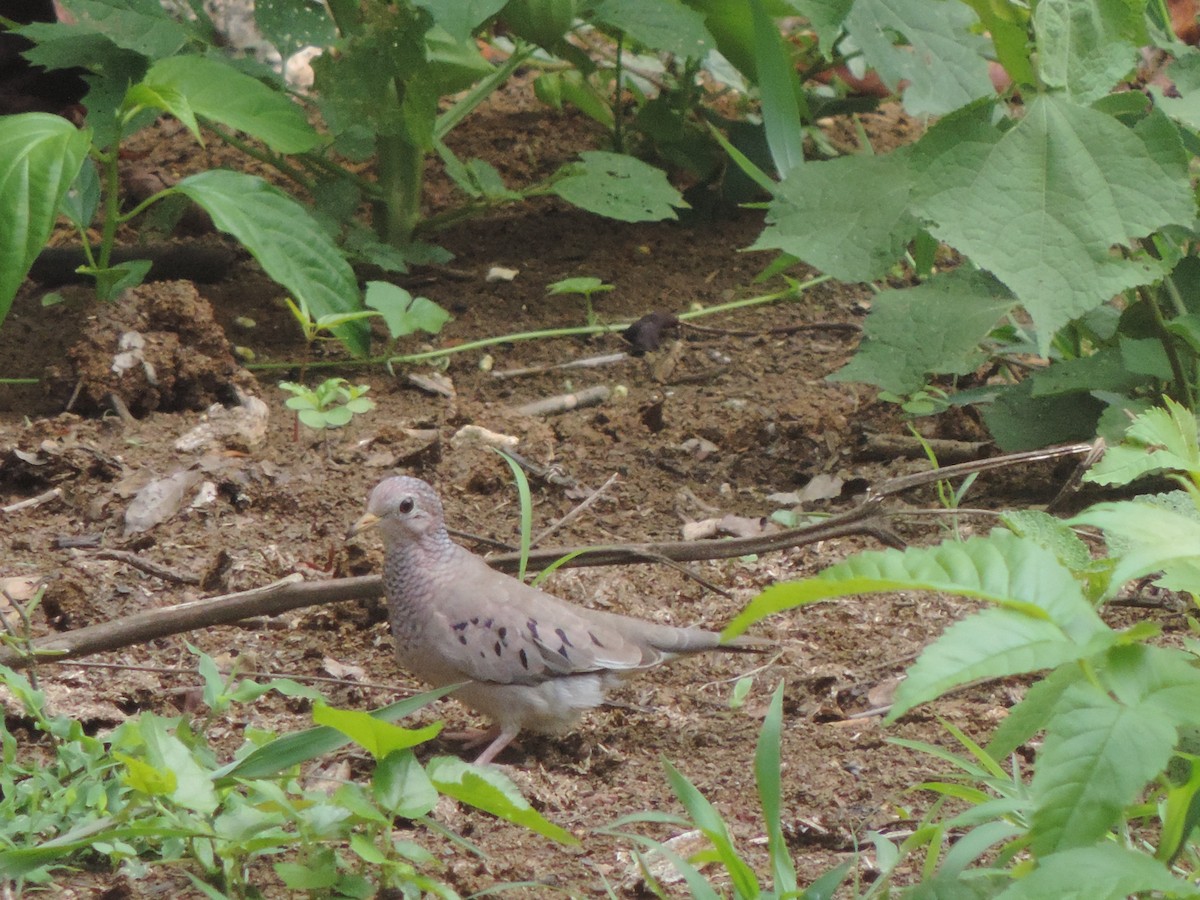 Common Ground Dove - ML87888101