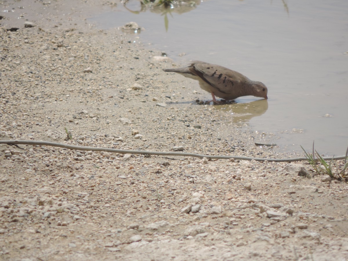 Common Ground Dove - ML87888111