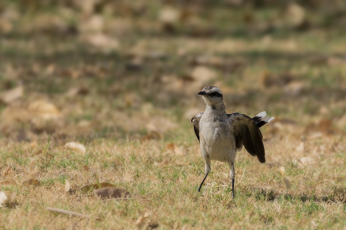 Chalk-browed Mockingbird - ML87888521