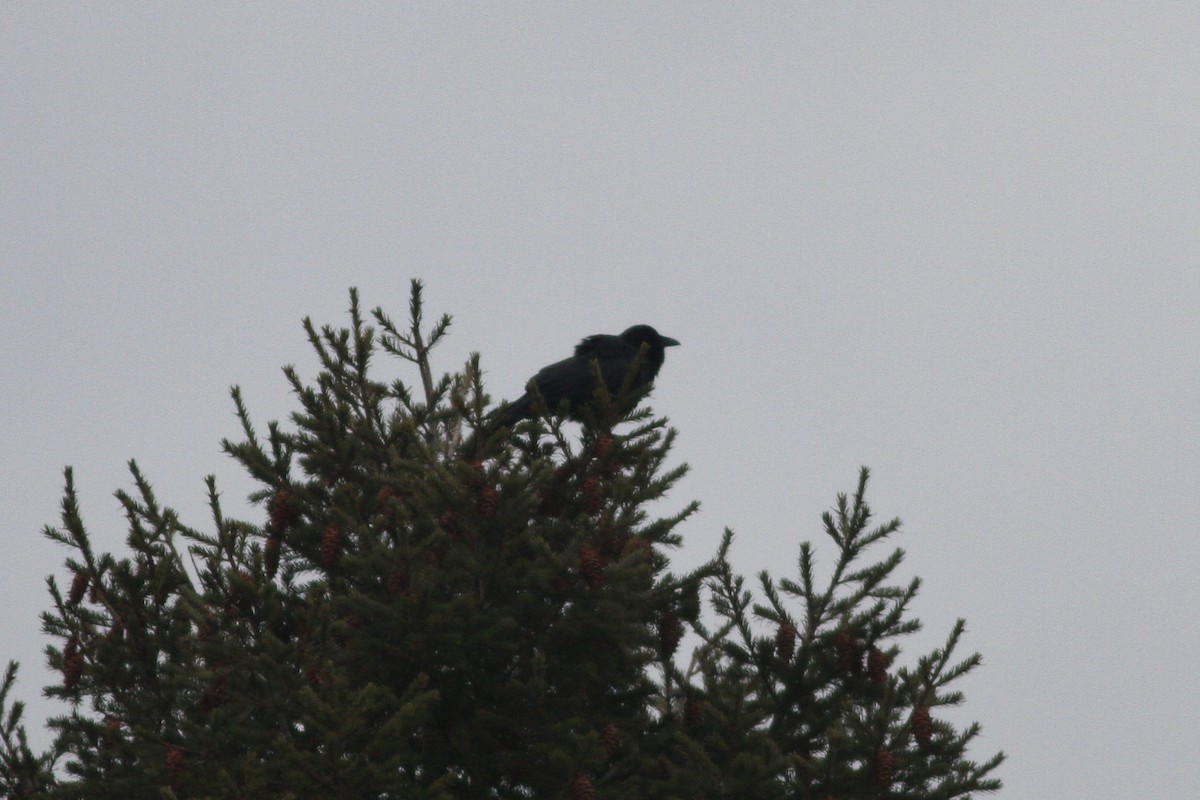 Fish Crow - ML87889221