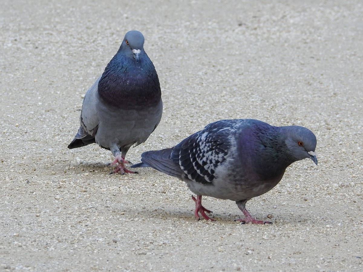 Rock Pigeon (Feral Pigeon) - ML87892451