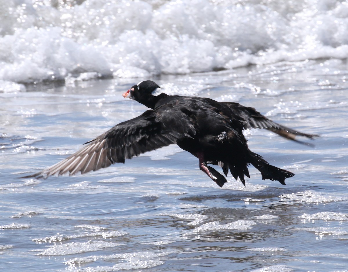 Surf Scoter - ML87892471