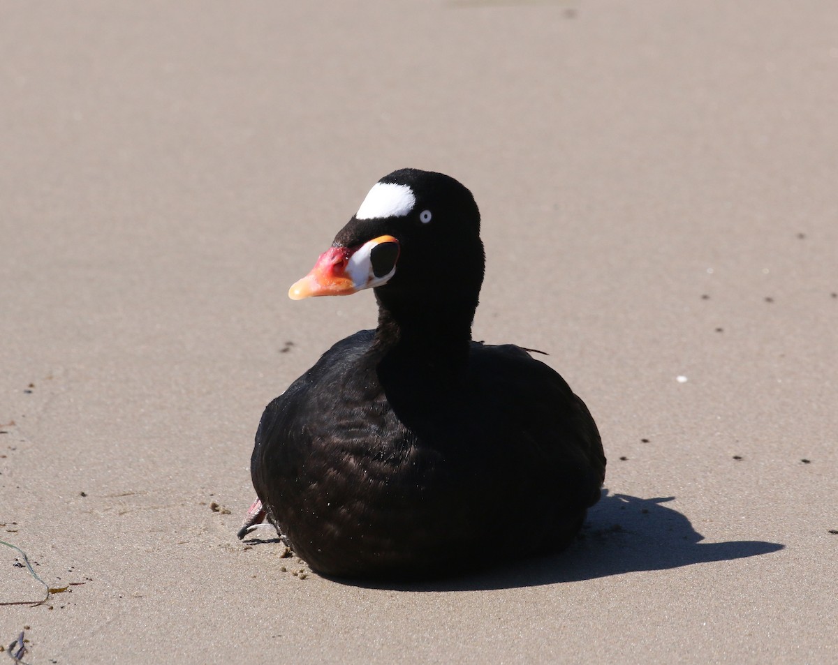 Surf Scoter - ML87892481