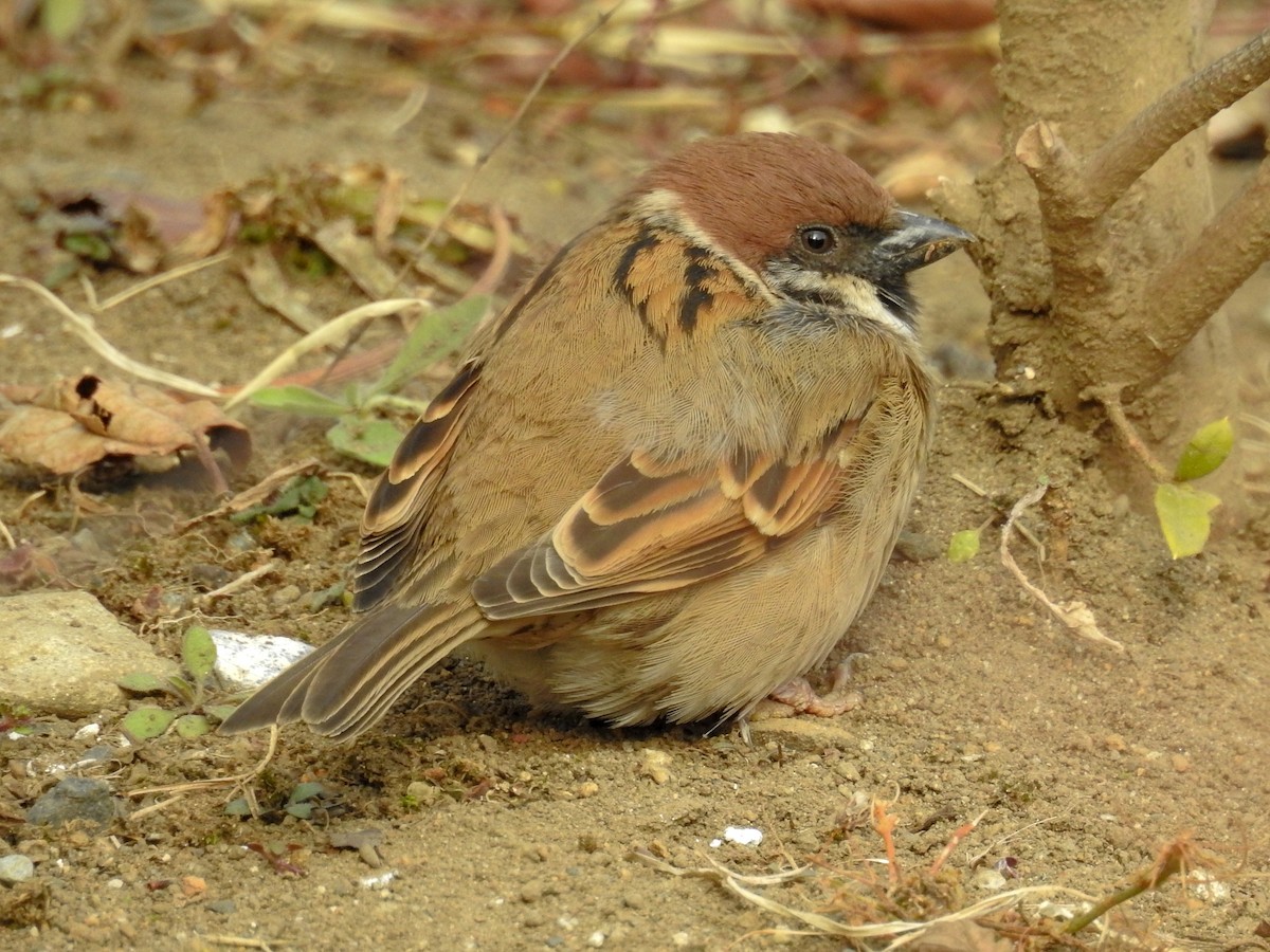 Eurasian Tree Sparrow - ML87892521