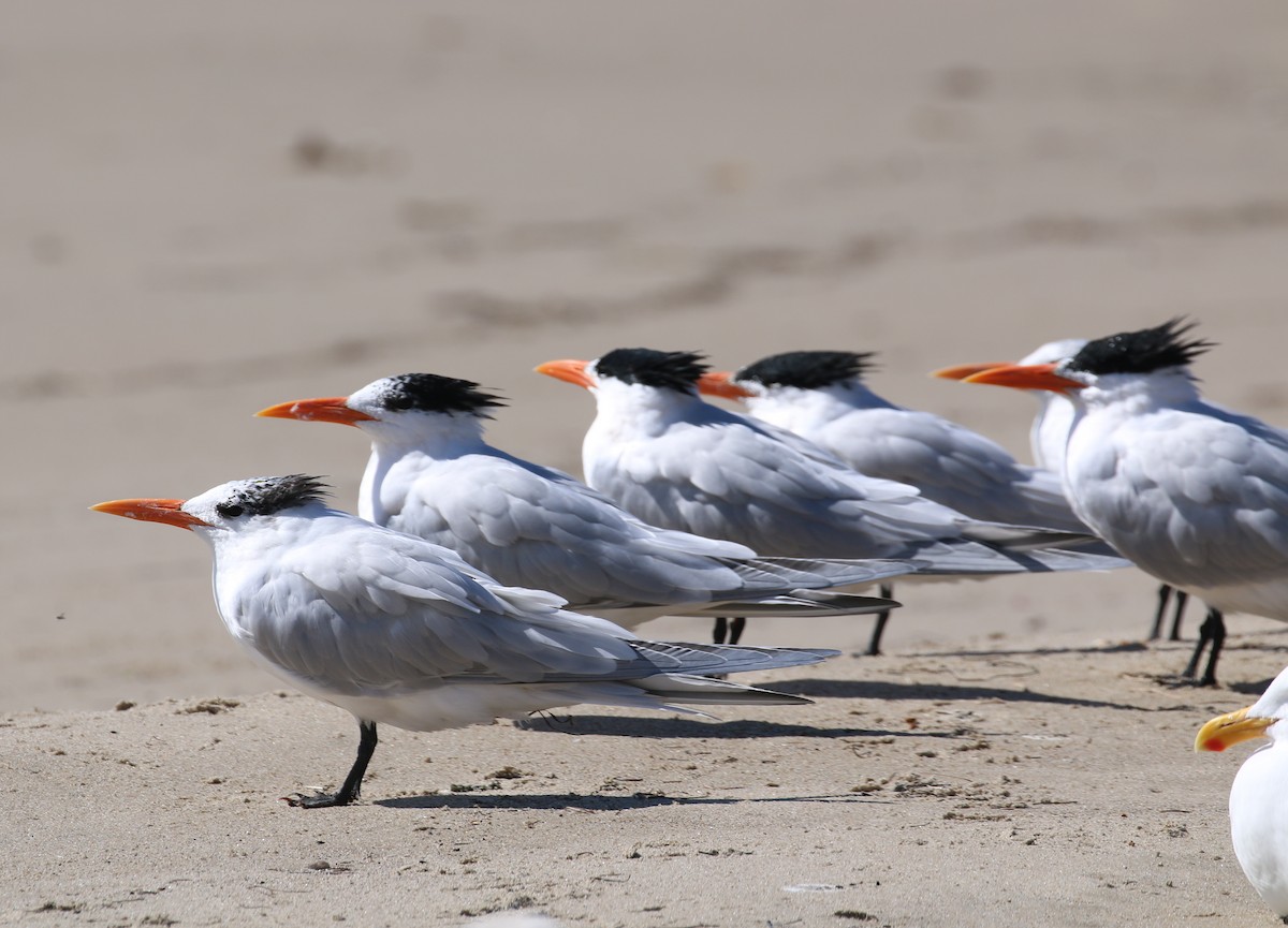 Royal Tern - ML87892971