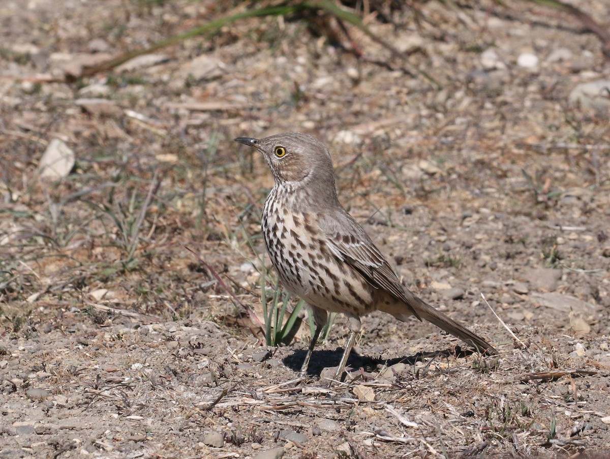 Sage Thrasher - ML87893211