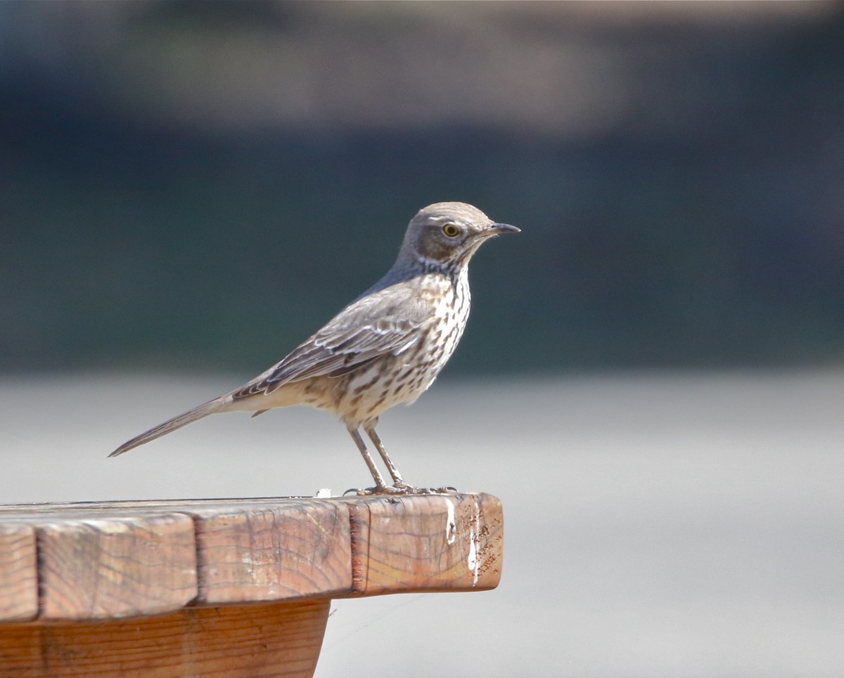 Sage Thrasher - ML87893241